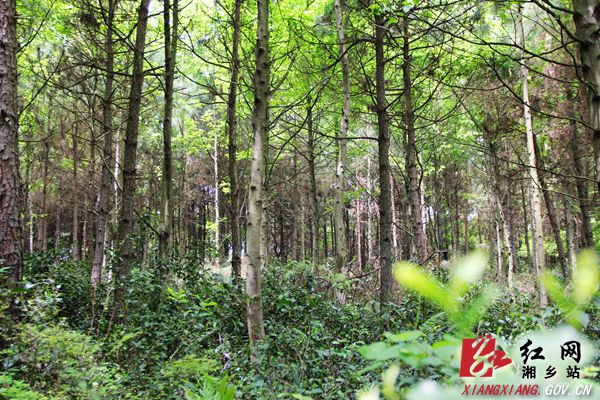 毛田深山“野”茶 带领群众脱贫致富(图1)