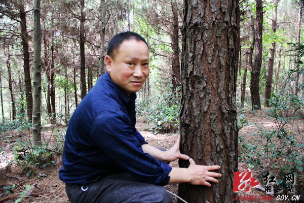 毛田深山“野”茶 带领群众脱贫致富(图2)