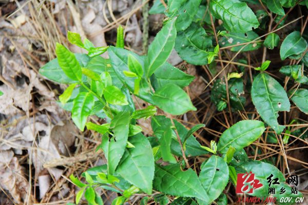 毛田深山“野”茶 带领群众脱贫致富(图3)