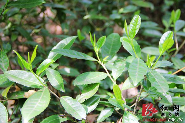 毛田深山“野”茶 带领群众脱贫致富(图4)
