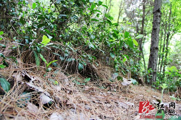 毛田深山“野”茶 带领群众脱贫致富(图5)