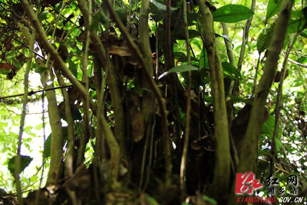 毛田深山“野”茶 带领群众脱贫致富(图7)