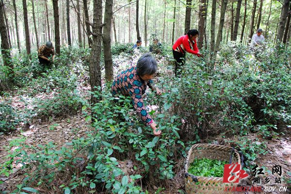 毛田深山“野”茶 带领群众脱贫致富(图8)