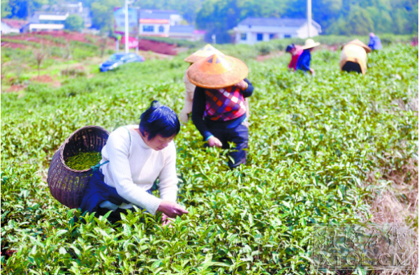 “香妃”茶场采茶一景。 （记者 罗韬 摄）