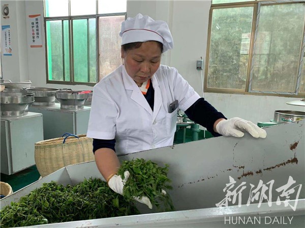湘乡毛田镇：“茶叶经济”铺就乡村振兴致富路(图1)